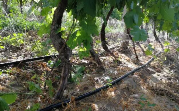 甘肅加快旱作節(jié)水應用，將落實1000畝葡萄水肥一體化技術